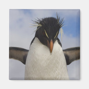 Íman Pinguim-de-rochas Eudyptes chrysocome