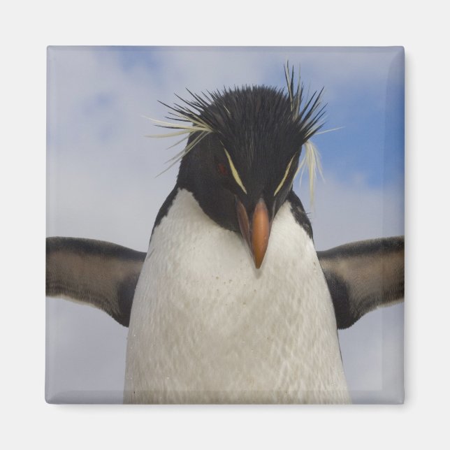 Íman Pinguim-de-rochas Eudyptes chrysocome (Frente)