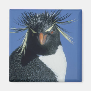 Íman Pinguim-de-rosto-vermelho (Eudyptes chrysocome)