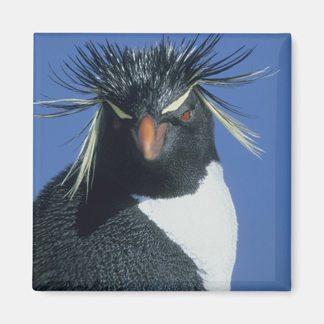 Íman Pinguim-de-rosto-vermelho (Eudyptes chrysocome) (Frente)