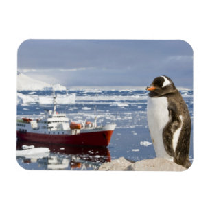 Íman Pinguim-gentoo