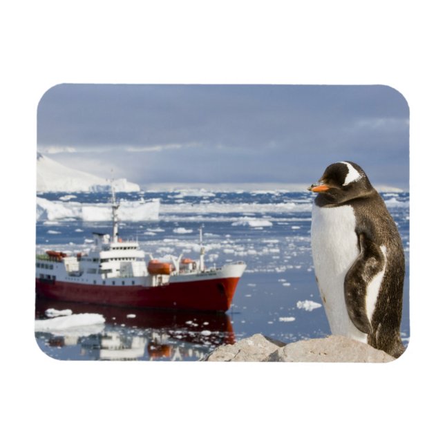 Íman Pinguim-gentoo (Horizontal)