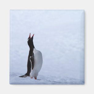 Íman Pinguim gentoo