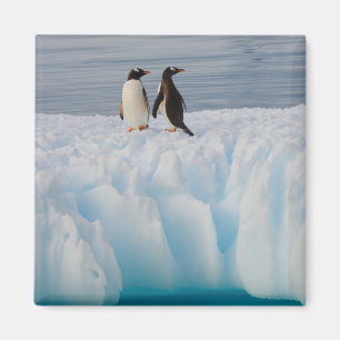 Íman pingüim-gentoo, Pygoscelis Papua, no gelo glacial