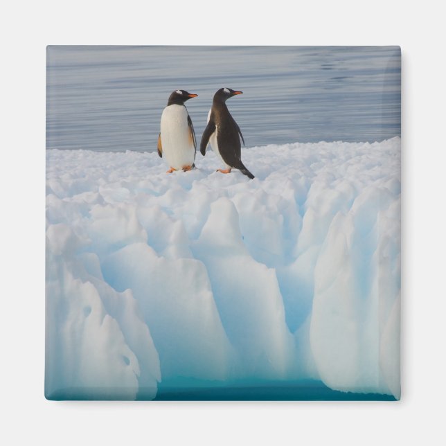 Íman pingüim-gentoo, Pygoscelis Papua, no gelo glacial (Frente)