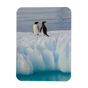 Íman pingüim-gentoo, Pygoscelis Papua, no gelo glacial