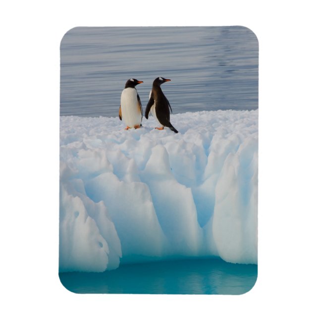 Íman pingüim-gentoo, Pygoscelis Papua, no gelo glacial (Vertical)