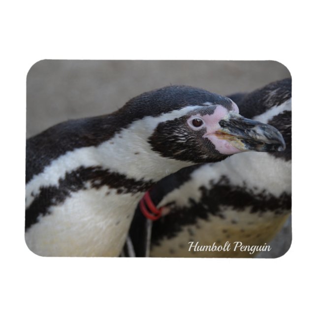 Íman Pinguim Humbolt no Zoo Drusillas em East Sussex (Horizontal)