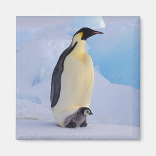 Íman Pinguim-imperador   Aptenodytes