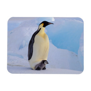 Íman Pinguim-imperador   Aptenodytes