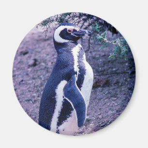 Íman Pinguim Mágico na Península Valdes - Argentina