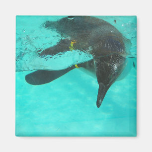 Íman Pinguim mergulha em água azul