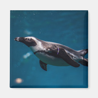 Íman Pinguim nadando no mar.