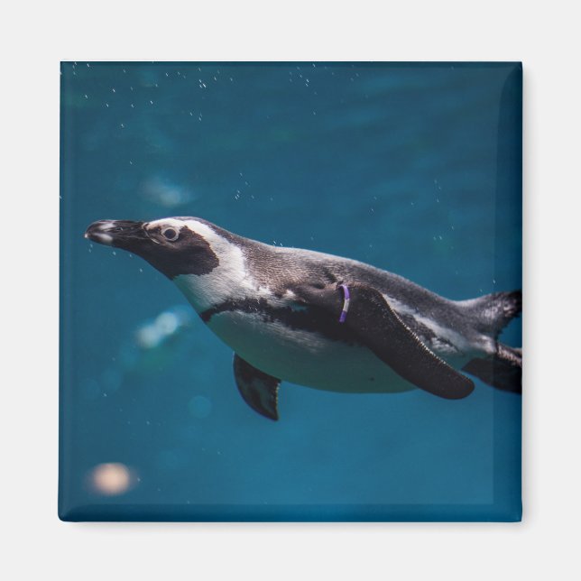 Íman Pinguim nadando no mar. (Frente)