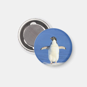 Íman Pinguim no ímã da neve