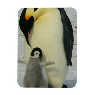 Íman Pinguim Olhando para o Filhote