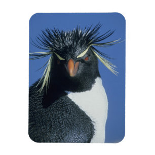 Íman Pinguim Saltador-rochoso (Eudyptes chrysocome)