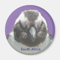 Pinguim sul-africano encara o ímã personalizável