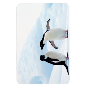 Íman Pinguins Adelie