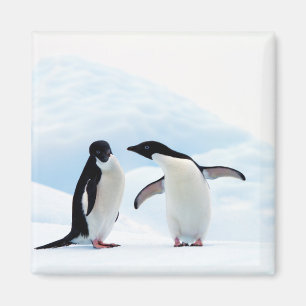 Íman Pinguins Adelie