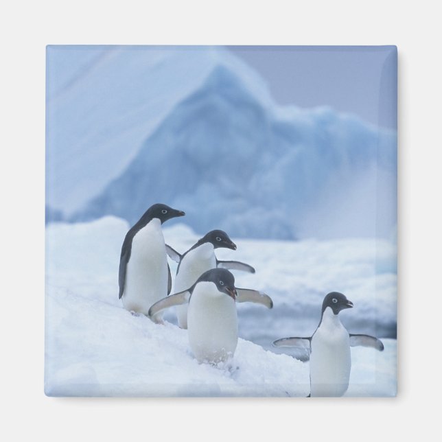 Íman Pinguins-de-adélia (Pygoscelis adeliae) no gelo, (Frente)