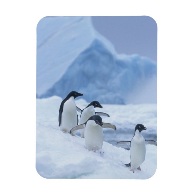 Íman Pinguins-de-adélia (Pygoscelis adeliae) no gelo, (Vertical)