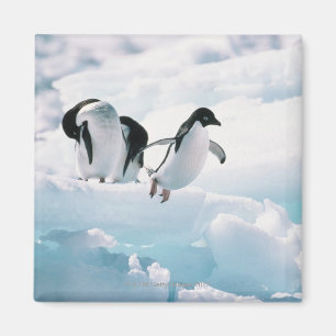Íman Pinguins de Adelie (adeliae) do pygoscelis a