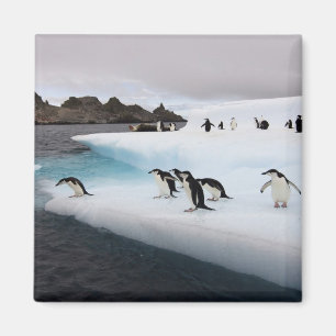 Íman Pinguins-de-barbicha