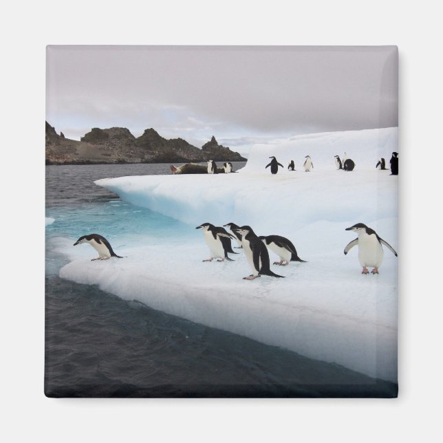 Íman Pinguins-de-barbicha (Frente)