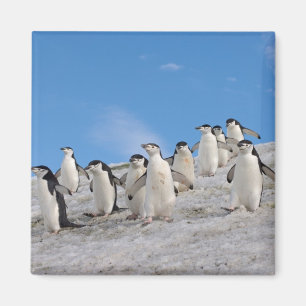 Íman Pinguins-de-barbicha Pygoscelis Antarctica