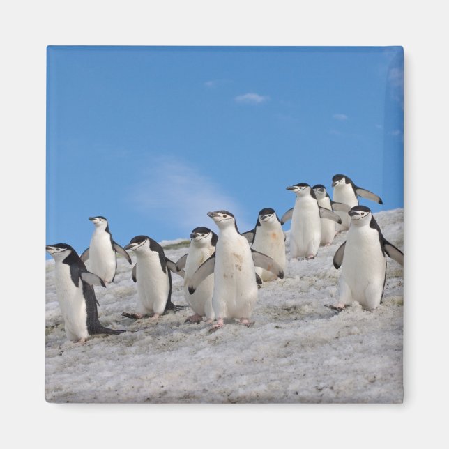 Íman Pinguins-de-barbicha | Pygoscelis Antarctica (Frente)