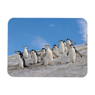 Íman Pinguins-de-barbicha Pygoscelis Antarctica