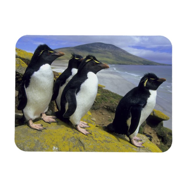 Íman Pinguins-de-crista, (Eudyptes chrysocome), (Horizontal)
