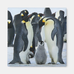 Íman Pinguins de imperador