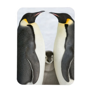 Íman Pinguins de imperador com pintinho - ímã