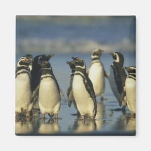Íman Pinguins-de-magalhães, Spheniscus