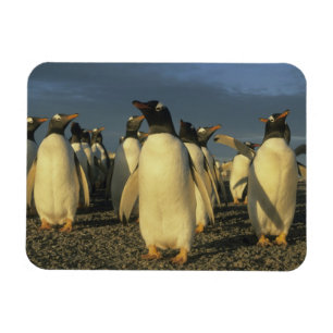 Íman Pinguins-gentoo, (Pygoscelis papua), Falkland