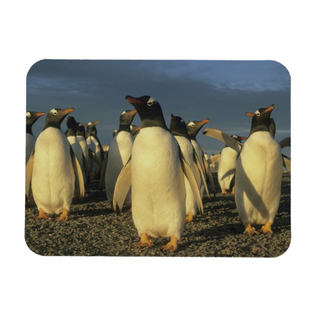 Íman Pinguins-gentoo, (Pygoscelis papua), Falkland (Horizontal)