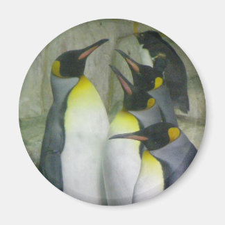Íman Pinguins, ímã