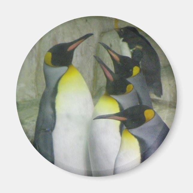 Íman Pinguins, ímã (Frente)