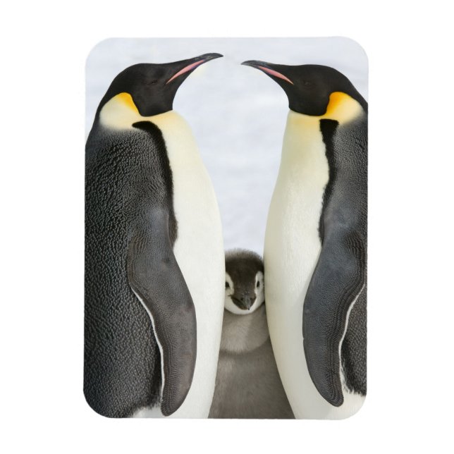 Íman Pinguins imperadores com Pintinho - ímã (Vertical)