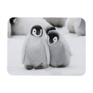 Íman Pinguins-Imperadores Filhotes no Gelo na Antártida