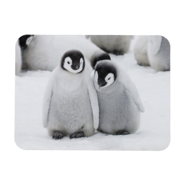 Íman Pinguins-Imperadores Filhotes no Gelo na Antártida (Horizontal)