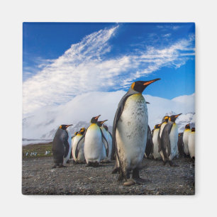 Íman Pinguins Marching Blue Sky