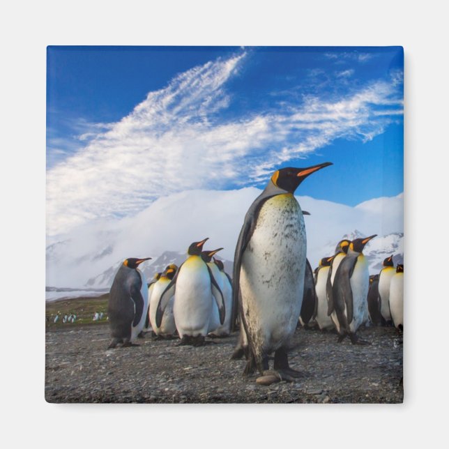 Íman Pinguins Marching Blue Sky (Frente)