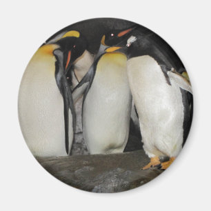 Íman Pinguins no jardim zoológico