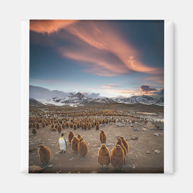 Íman Pinguins no Sunset (Frente)