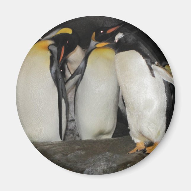 Íman Pinguins no zoológico (Frente)