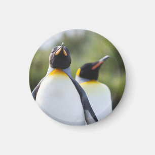 Íman Pinguins-rei