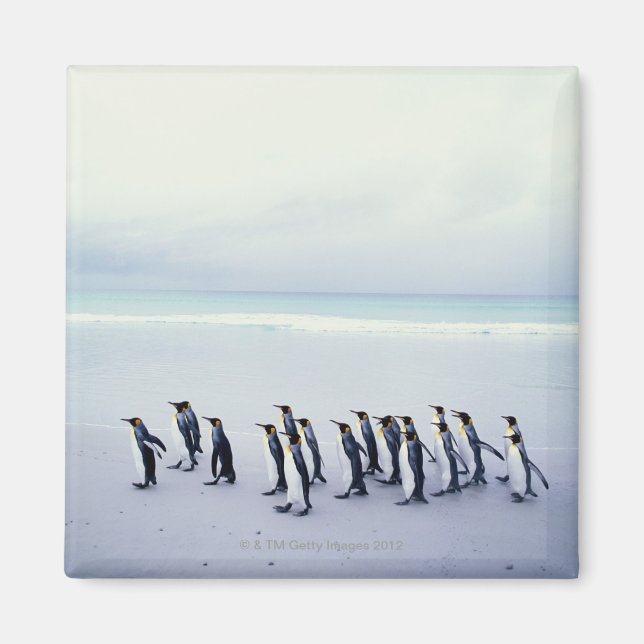 Íman Pinguins-rei (Aptenodytes patagonicus) (Frente)
